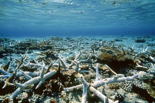 Illustration. Un récif corallien sans vie.