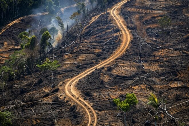 Illustration. La déforestation au Brésil.