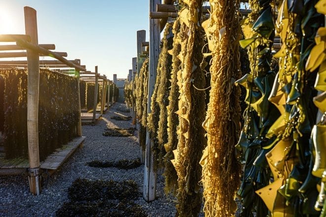 Illustration. Séchage des algues sur des étagères en bois sous le soleil chaud.