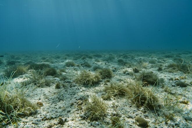 Illustration. Vue sous-marine d'herbiers marins clairsemés et de coraux blanchis dispersés dans la mer Méditerranée.