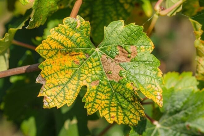Illustration. Une attaque de mildiou ?