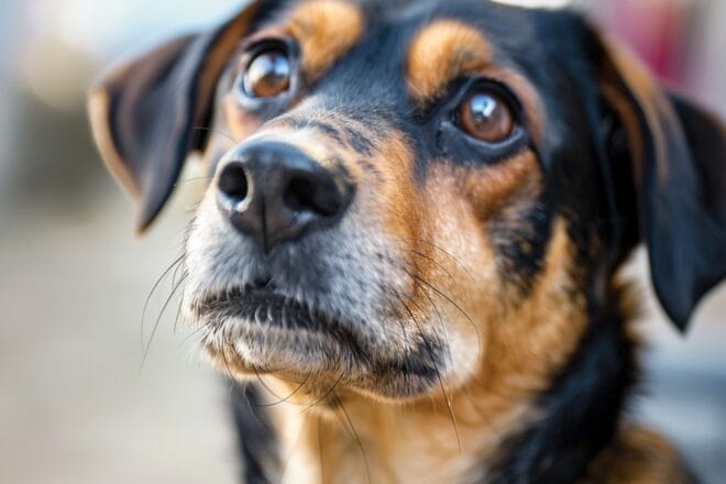 Image d'illustration. Chien