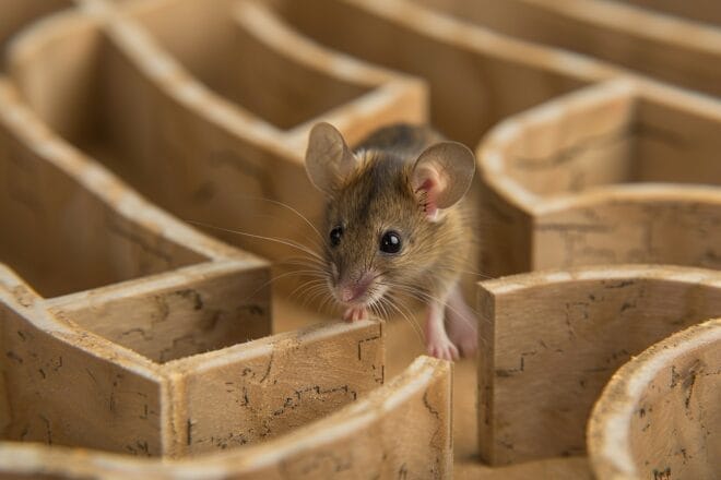 Image d'illustration. Souris de laboratoire