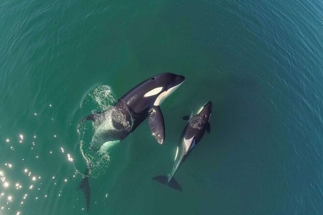 Image d'illustration. Orca majestueuse avec son petit dans l'océan
