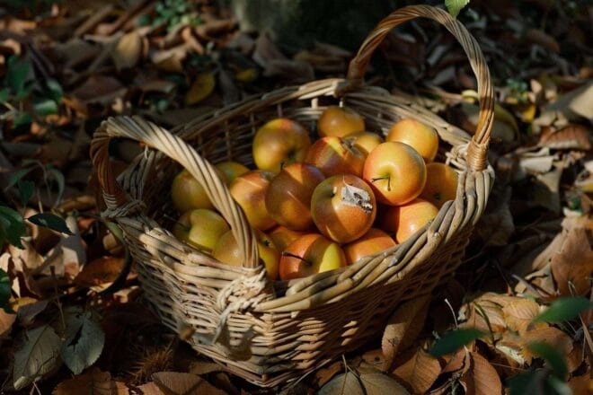 Image d'illustration. Panier de pommes du Limousin