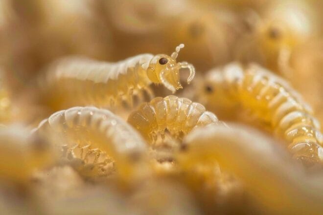 larves insecte