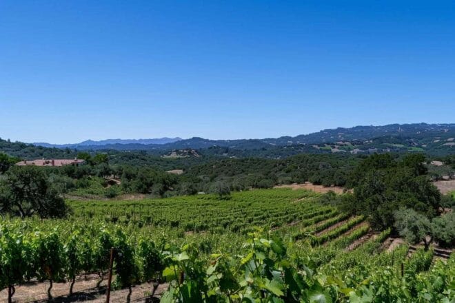 Image d'illustration. Vue panoramique sur un vignoble.