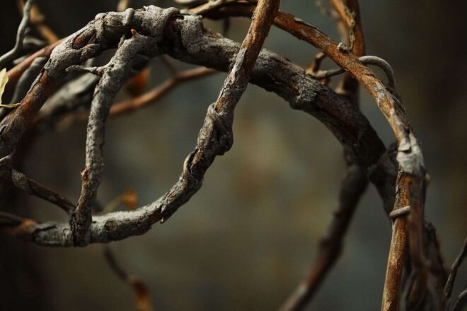 Image d'illustration. Gros plan texturé des vrilles de vigne autour du fil vieilli