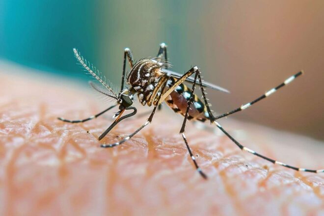 Image d'illustration. Moustique tigre en plein repas sur une peau humaine
