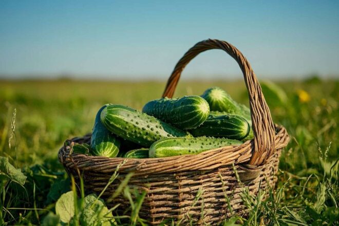Un panier rempli de concombres fraîchement cueillis reposant sur l'herbe sous un ciel bleu clair.