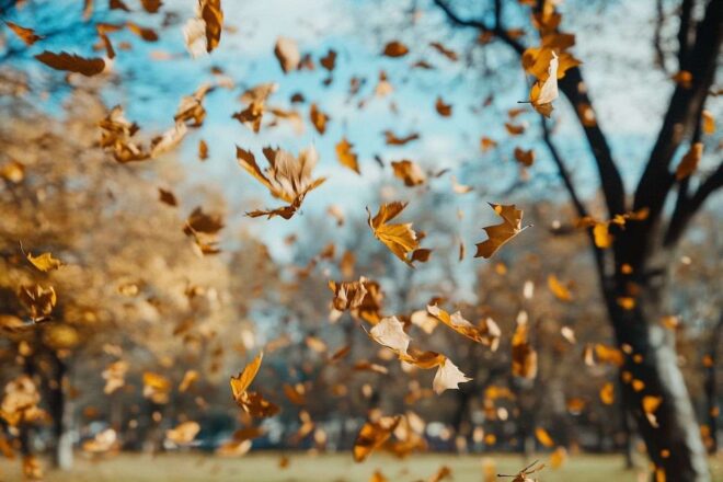 Arbres pliant sous vents violents
