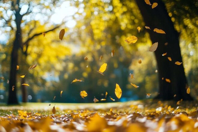 Feuilles dorées tombant doucement