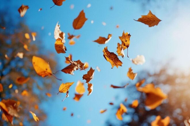 Feuilles tourbillonnantes au vent