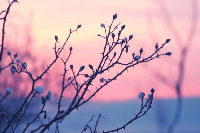Paysage hivernal avec rosiers nus