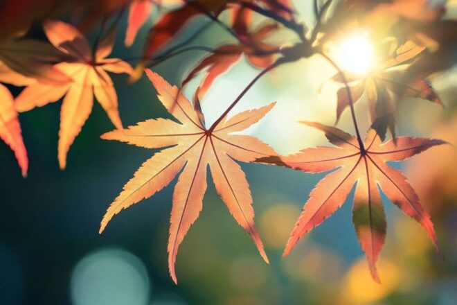 Gros plan sur les feuilles délicates de l érable japonais