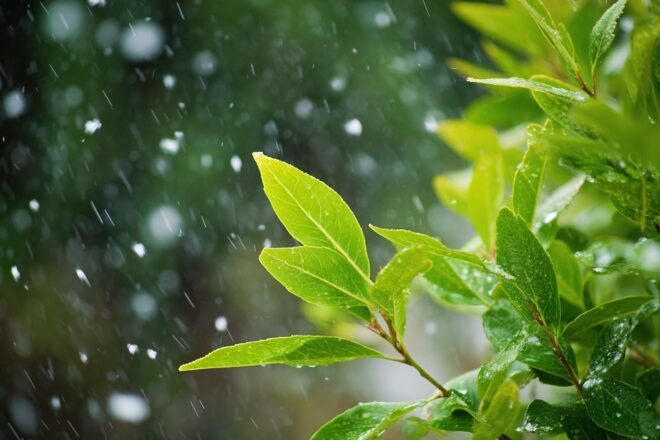 Feuilles vertes et flocons de neige