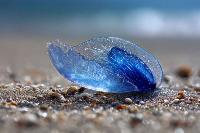 Gros plan de velella velella échouée