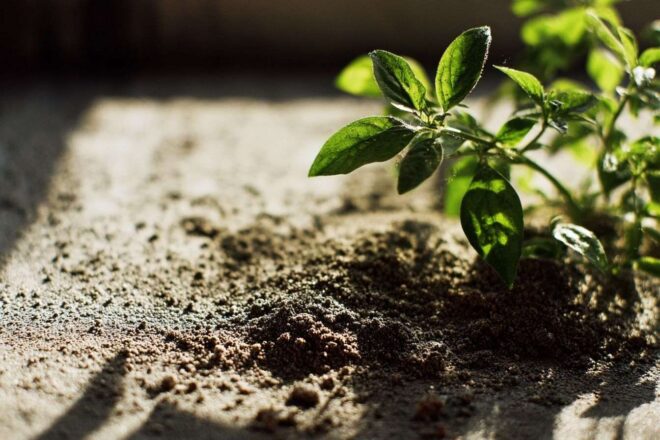 Gros plan de cendres de bois autour d une plante verte vibrante
