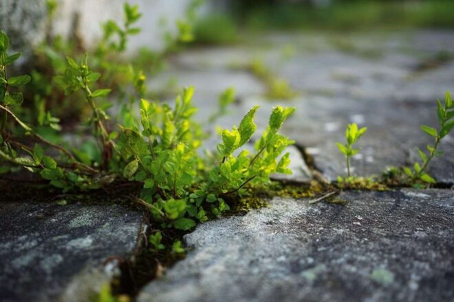 Gros plan d herbes vertes vibrantes