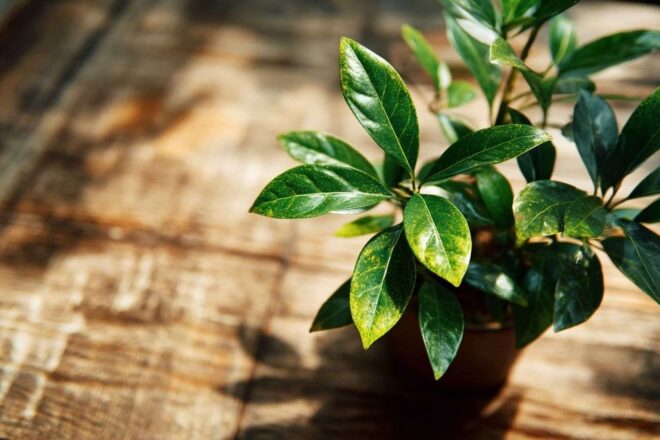 Gros plan d une plante verte vibrante