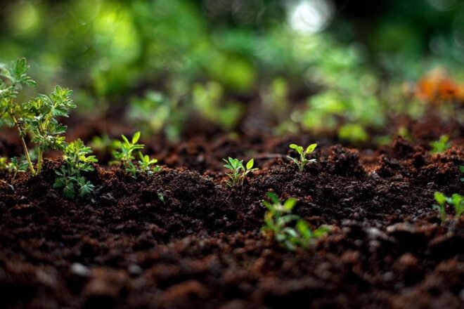 Gros plan sur le sol argileux riche et foncé du jardin