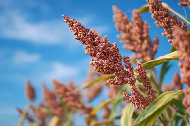 Plantes de sorgho luxuriantes sous un ciel bleu