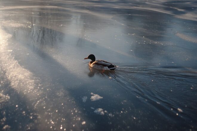 Un canard solitaire sur un lac gelé