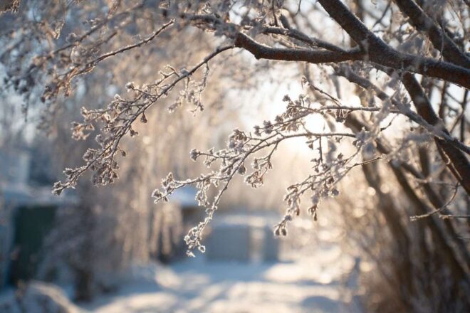 Arbres givrés Éclatants au soleil
