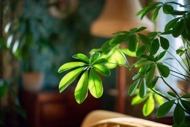 Feuilles de schefflera luxuriantes en arrière plan vert vif