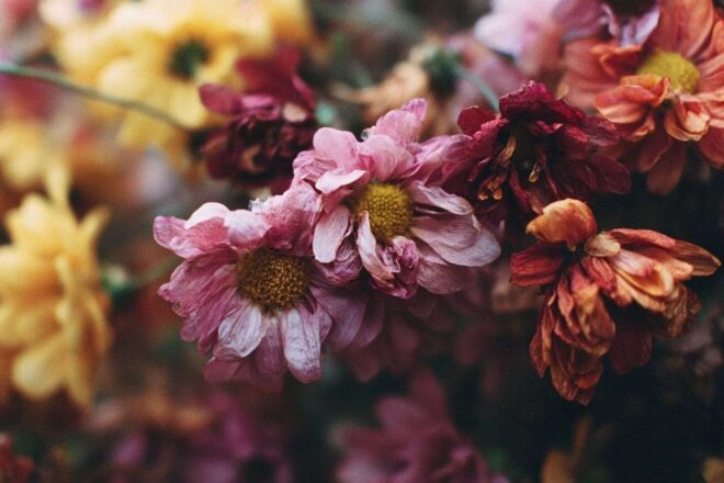 Gros plan de fleurs fanées parmi des fleurs éclatantes