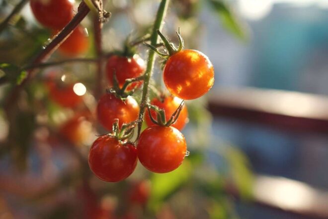Gros plan de tomates cerises éclatantes