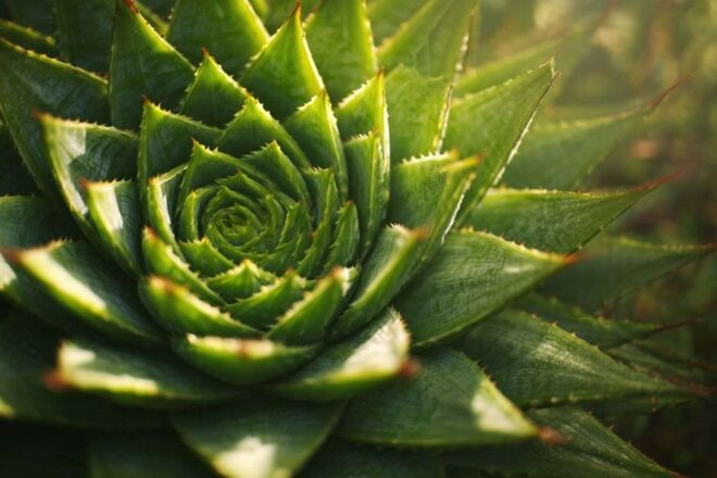 Gros plan d une aloe polyphylla vibrante
