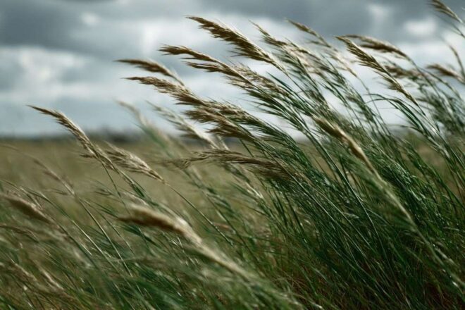 Herbes hautes sous vent puissant
