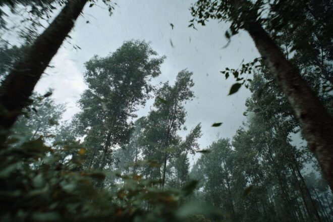 Vent dans les arbres