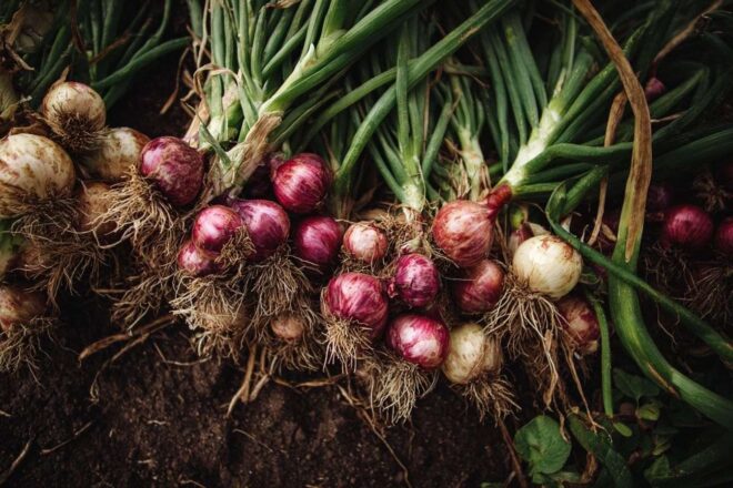 Vue aérienne d un parterre de jardin organisé avec des allium cepa prospères