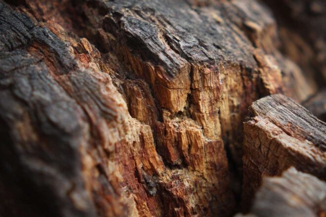 Vue détaillée de la texture d écorce sur une souche d arbre