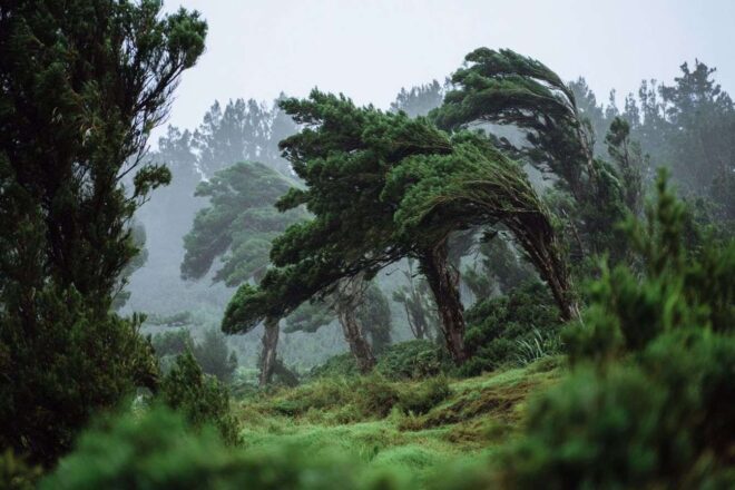 Arbres sous la force du vent