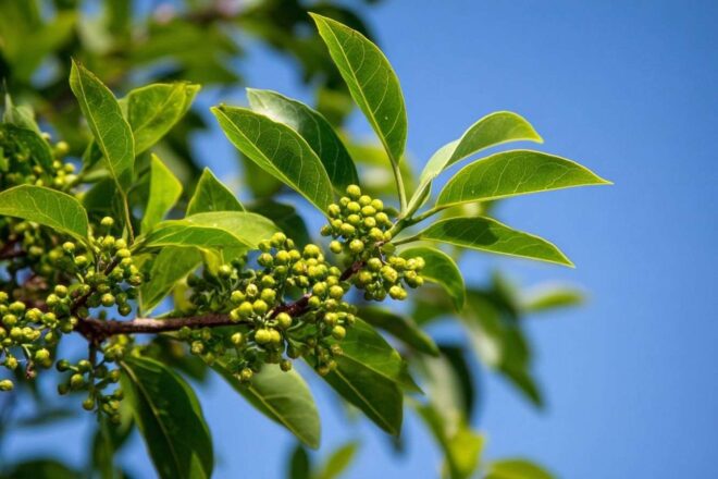 Branche de giroflier sur fond de ciel bleu