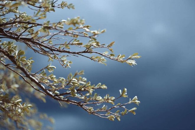 Branches venteuses et ciel sombre