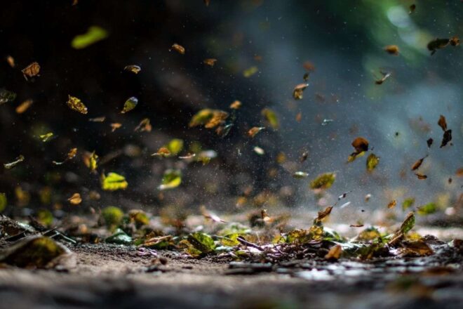 Feuilles tourbillonnantes dans un vent puissant