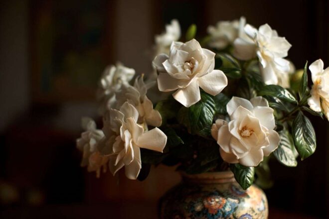 Fleurs de gardénia élégamment arrangées