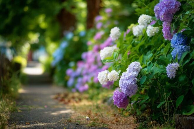 Fleurs d hortensia en pleine floraison