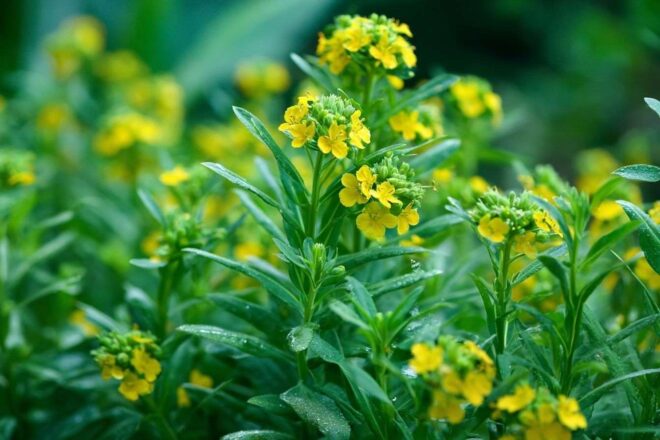 Gros plan costmary fleurs jaunes délicates