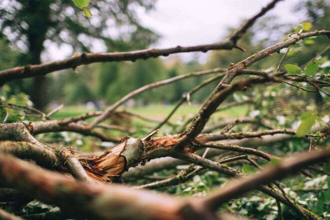 Gros plan de branches tombées et débris dans un parc