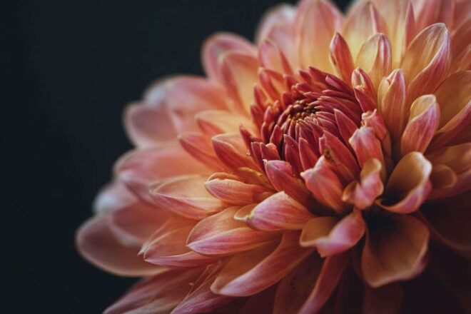 Gros plan de dahlia vibrant en pleine floraison