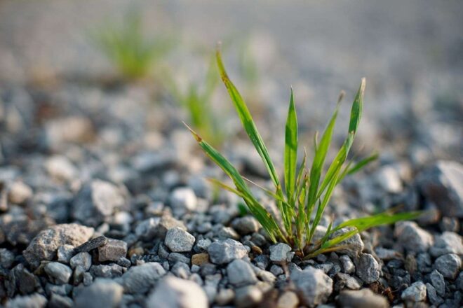 Gros plan de mauvaises herbes sortant du gravier