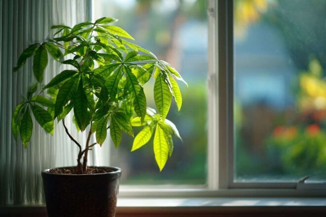 Gros plan d un avocatier en pot prospère