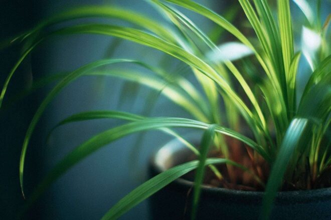 Gros plan d une herbe bichetii en pot