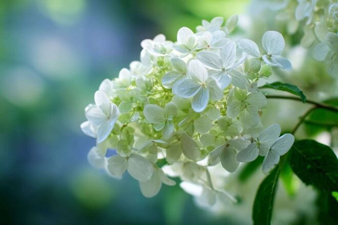 Gros plan sur des fleurs délicates de hydrangea paniculata