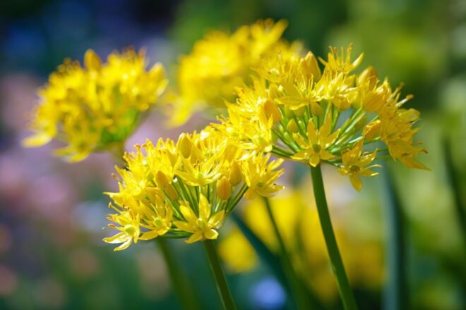 Gros plan sur les fleurs vibrantes d allium moly
